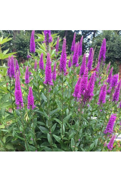 Кущ вероніки колосистої First Match у повному цвітінні